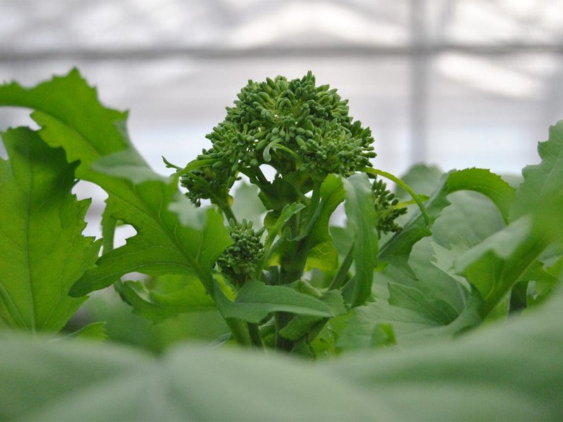 Cime di rapa pugliesi