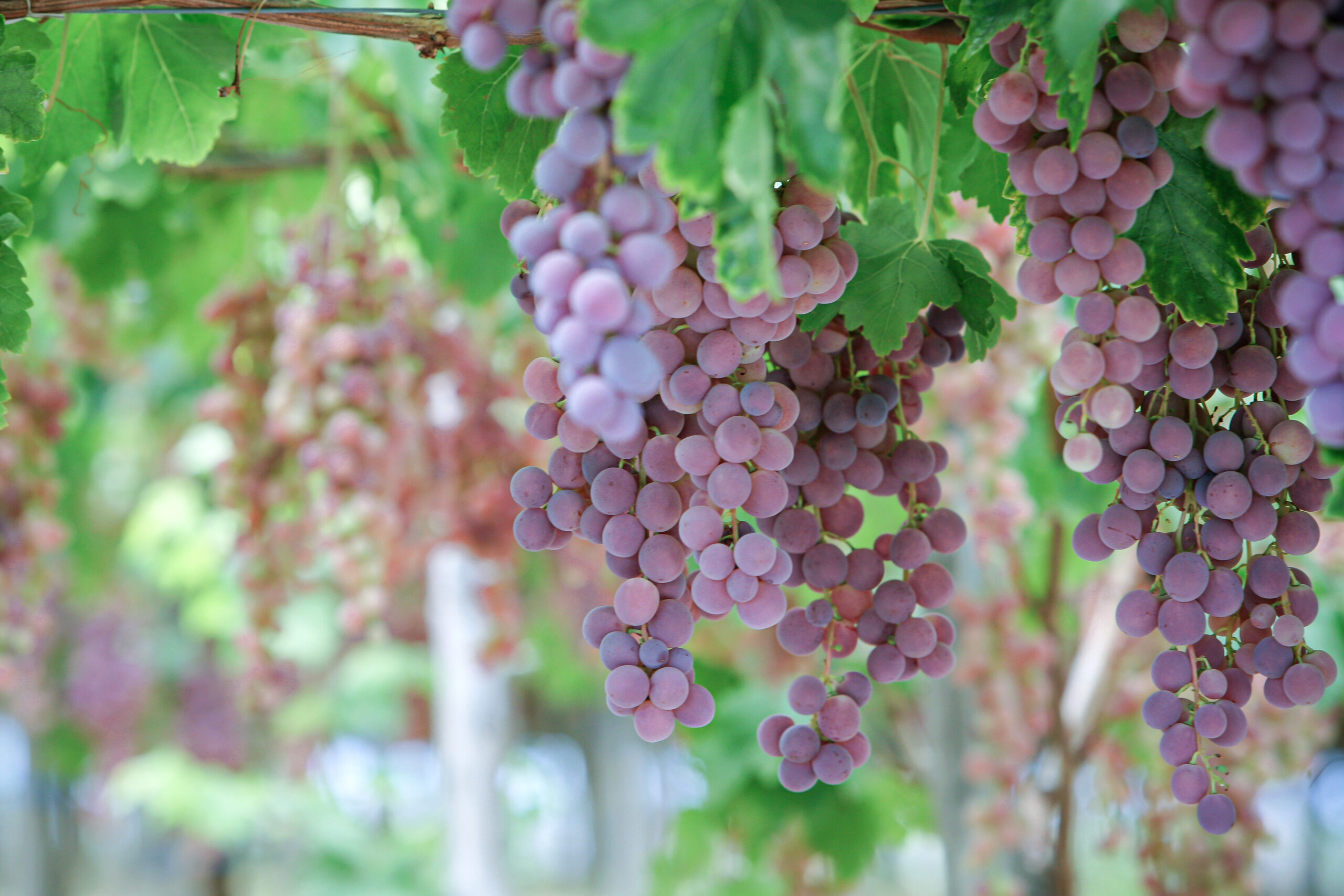Uva da tavola in Puglia - La preferita op