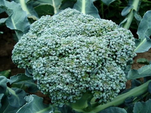 Broccolo-La-Preferita-OP